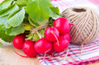 Bunch of fresh spring radish new harvest