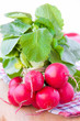 Bunch of fresh spring radish new harvest