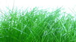 Grass