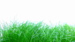 Grass