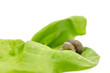 Garden snail on a lettuce leaf