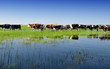 Foto: Cows grazing on a green summer meadow Cows grazing on a green summer meadow
