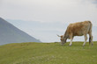 Vaca de montaa