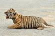 baby bengal tiger