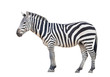 zebra isolated