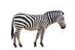 zebra isolated