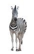 zebra isolated