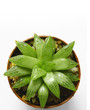 Photo: Cactus Cactus