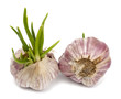 Garlic isolated on white background