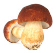big boletus edulis isolated on white background close up