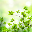 leaf green background