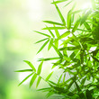 bamboo leaves background