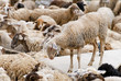 thirsty sheep