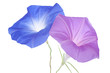morning glory