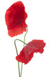 poppy