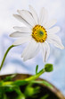 Osteospermum daisy flower in the garden
