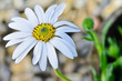 Osteospermum daisy flower in the garden