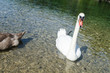 Swans s Lake Near Fussen Germany