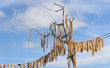 dried fish