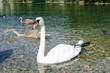 Swans s Lake Near Fussen Germany