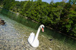 Swans s Lake Near Fussen Germany