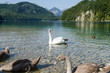 Swans s Lake Near Fussen Germany