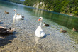 Swans's Lake