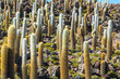 Cactus in Bolivia