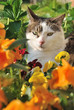 Photo: chat dans les fleurs chat dans les fleurs