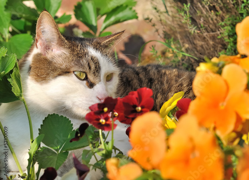 Photo: chat dans les fleurs chat dans les fleurs