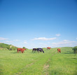 Herd of cows on green summer field