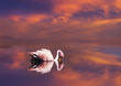 Foto: Flamingo Flamingo