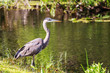 Heron in Everglades