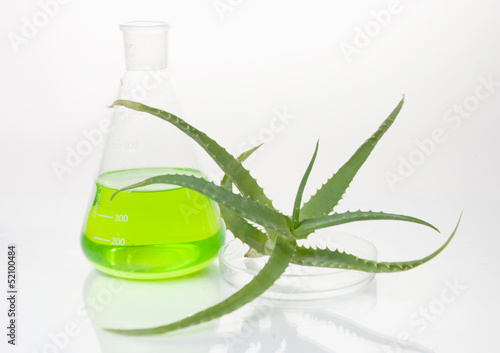 Photo: houseplant aloe houseplant aloe