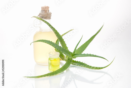 Photo: houseplant aloe houseplant aloe