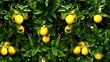 Orange tree with a fruit