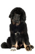 tibetan mastiff puppy looks curious