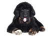 adorable tibetan mastiff puppy