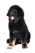 tibetan mastiff puppy sitting portrait