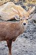 Deer horns.