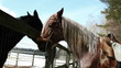 Horses on a ranch - stallion and mare sniffed through the fence