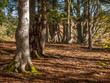 forêt