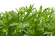 Foto: Waldmeister Waldmeister