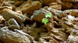Small plant on dried surface. Surviving concept.