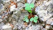 Wild strawberry in the rocks.