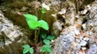 Wild strawberry in the rocks.