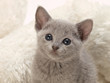 笑顔が可愛いロシアンブルーの子猫