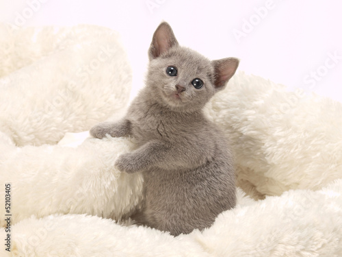 Photo: 可愛いロシアンブルーの子猫 可愛いロシアンブルーの子猫