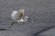 White egret flight