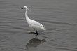White egret